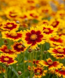 Roots Plants Perennials Coreopsis 'Li'l Bang Daybreak' 8 Roots Plants Perennials Coreopsis 'Li'l Bang Daybreak'