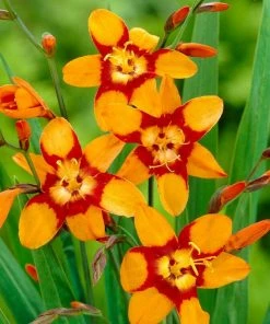 Roots Plants Perennials Crocosmia 'Emily McKenzie'