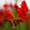 Roots Plants Crocosmia 'Fire King' Perennials 1 Roots Plants Crocosmia 'Fire King' Perennials