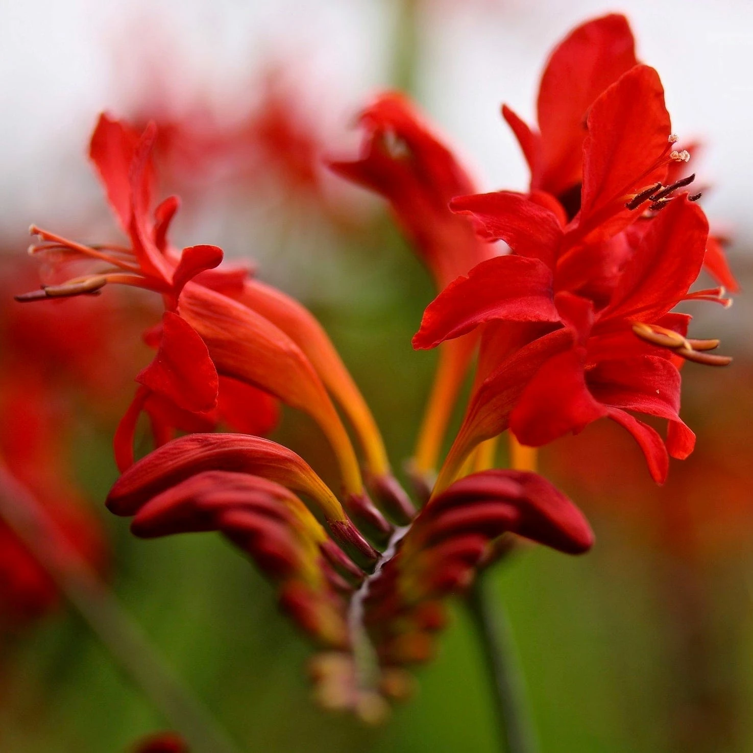 Roots Plants Crocosmia 'Fire King' Perennials 3 Roots Plants Crocosmia 'Fire King' Perennials