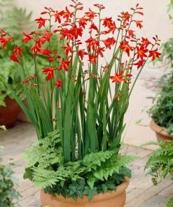 Roots Plants Crocosmia 'Fire King' Perennials