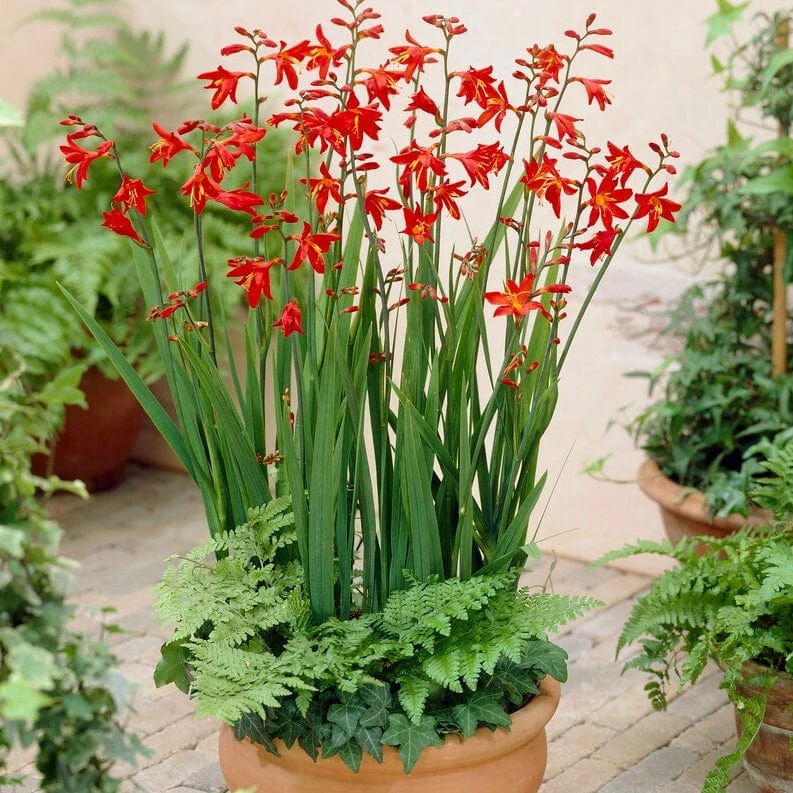 Roots Plants Crocosmia 'Fire King' Perennials 4 Roots Plants Crocosmia 'Fire King' Perennials