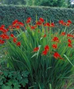 Roots Plants Crocosmia 'Fire King' Perennials 7 Roots Plants Crocosmia 'Fire King' Perennials