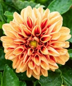 Roots Plants Dahlia 'Dahlietta Surprise Candy' Dahlias