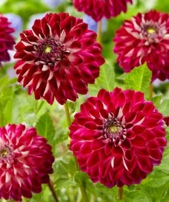 Roots Plants Dahlia 'Embassy' Dahlias 7 Roots Plants Dahlia 'Embassy' Dahlias