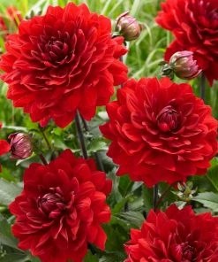 Roots Plants Dahlia 'Karma Amora' Dahlias