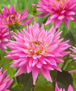 Roots Plants Dahlia 'Karma Pink Corona'