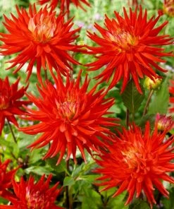 Roots Plants Dahlia 'Karma Red Corona' Dahlias