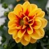 Roots Plants Dahlia 'Labella Medio Golden Eye' Dahlias