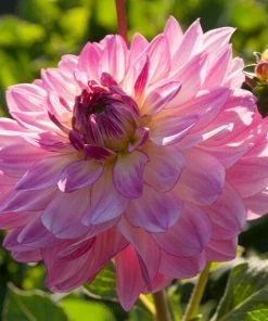 Roots Plants Dahlia 'Sincerity Rose Bicolour'