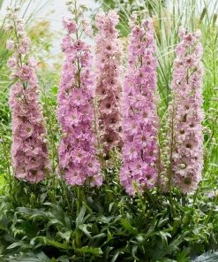 Roots Plants Delphinium 'Delgenius Juliette'