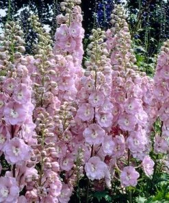 Roots Plants Perennials Delphinium 'elatum Strawberry Fair'