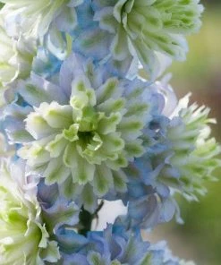 Roots Plants Perennials Delphinium 'Highlander Crystal Delight'