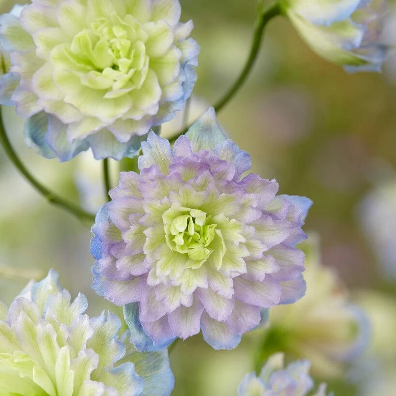 Roots Plants Perennials Delphinium 'Highlander Moonlight' 4 Roots Plants Perennials Delphinium 'Highlander Moonlight'