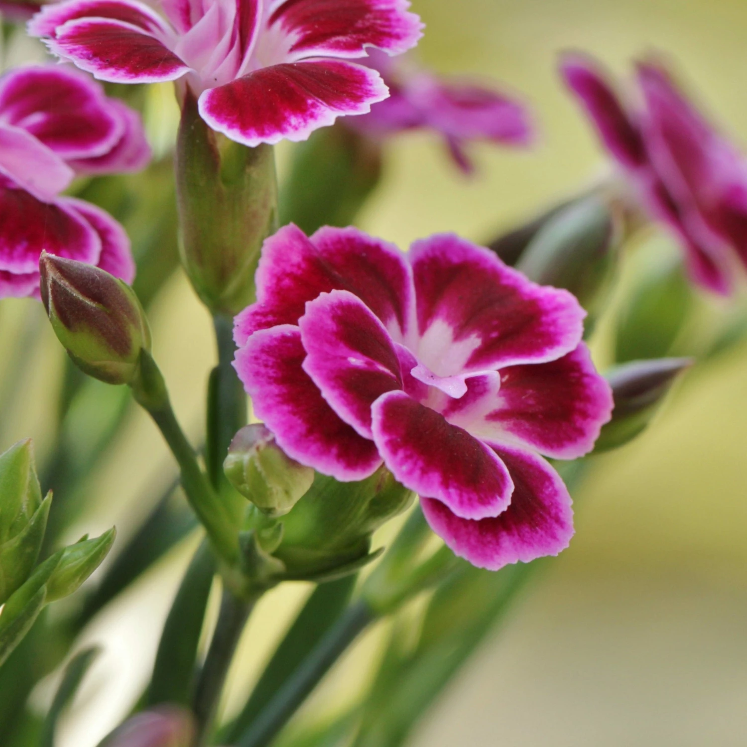 Roots Plants Perennials Dianthus 'Alpine Pink Flutterburst' 3 Roots Plants Perennials Dianthus 'Alpine Pink Flutterburst'
