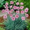 Roots Plants Perennials Dianthus 'Garden Pink Gran's Favourite'