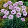Roots Plants Dianthus 'Garden Pink Pink Ruffles' 1 Roots Plants Dianthus 'Garden Pink Pink Ruffles'