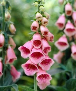 Roots Plants Foxglove 'mertonensis Summer King' | Digitalis Perennials