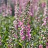 Roots Plants Foxglove 'Pink Panther' | Digitalis Perennials 2 Roots Plants Foxglove 'Pink Panther' | Digitalis Perennials