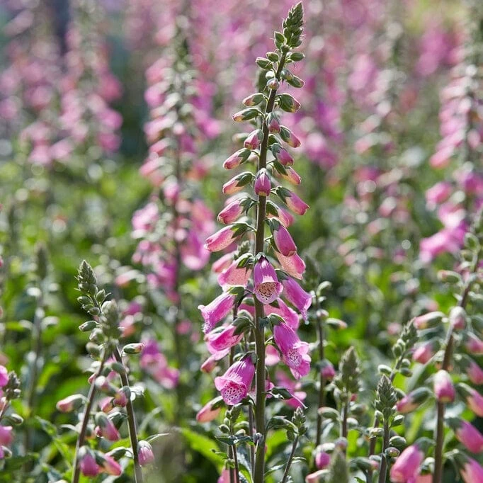 Roots Plants Foxglove 'Pink Panther' | Digitalis Perennials 3 Roots Plants Foxglove 'Pink Panther' | Digitalis Perennials