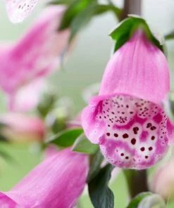 Roots Plants Foxglove 'Pink Panther' | Digitalis Perennials 9 Roots Plants Foxglove 'Pink Panther' | Digitalis Perennials