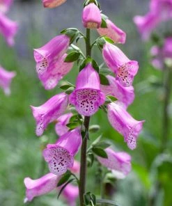 Roots Plants Foxglove 'Pink Panther' | Digitalis Perennials 8 Roots Plants Foxglove 'Pink Panther' | Digitalis Perennials