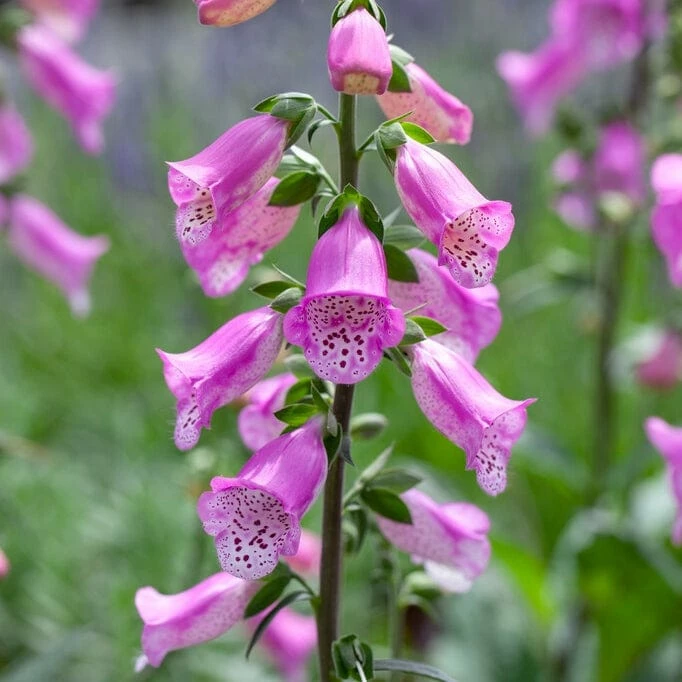 Roots Plants Foxglove 'Pink Panther' | Digitalis Perennials 5 Roots Plants Foxglove 'Pink Panther' | Digitalis Perennials