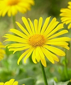 Roots Plants Doronicum 'Leonardo Compact'