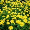 Roots Plants Doronicum 'Leonardo Compact' 1 Roots Plants Doronicum 'Leonardo Compact'