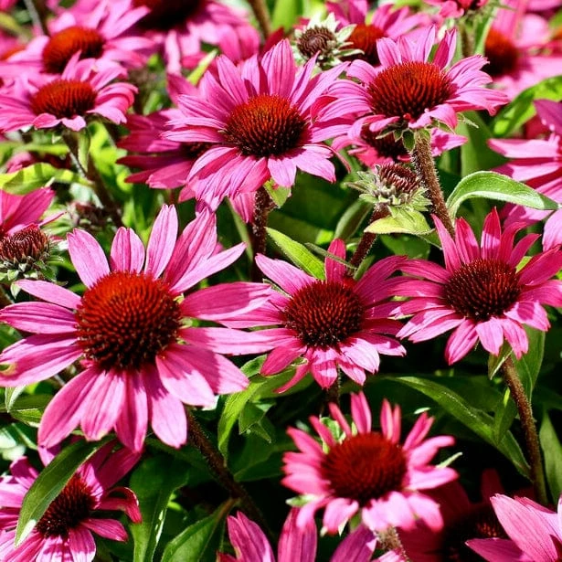 Roots Plants Perennials Echinacea 'Chunky Purple' 4 Roots Plants Perennials Echinacea 'Chunky Purple'