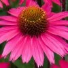 Roots Plants Echinacea 'Sensation Pink' Perennials