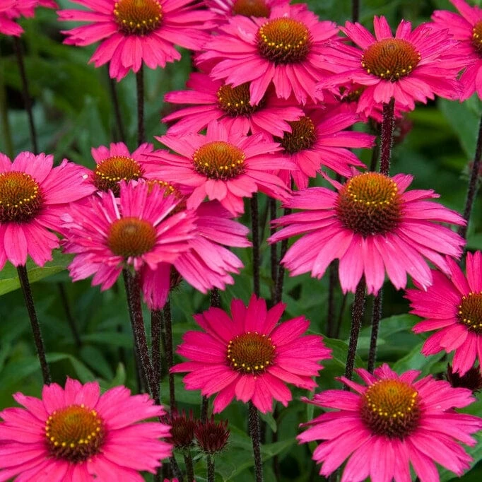 Roots Plants Echinacea 'Sensation Pink' Perennials 4 Roots Plants Echinacea 'Sensation Pink' Perennials