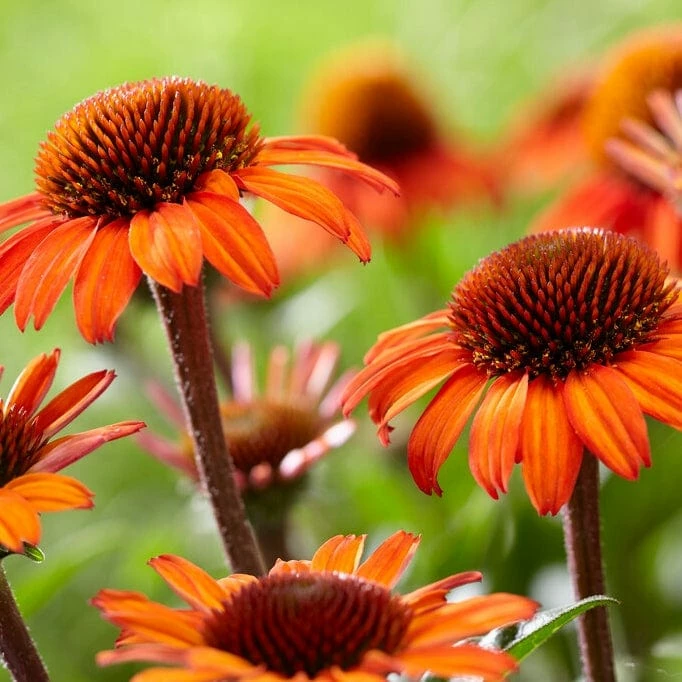 Roots Plants Perennials Echinacea 'Sunseekers Orange' 4 Roots Plants Perennials Echinacea 'Sunseekers Orange'