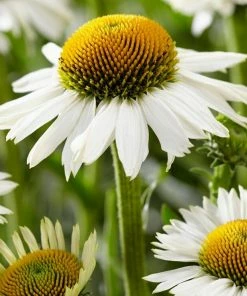 Roots Plants Echinacea 'White Meditation' Perennials