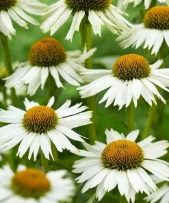 Roots Plants Echinacea 'White Meditation' Perennials 7 Roots Plants Echinacea 'White Meditation' Perennials