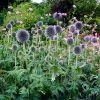Roots Plants Perennials Echinops 'Ritro'