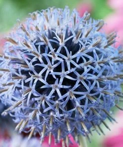 Roots Plants Echinops 'Taplow Blue'