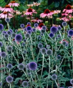 Roots Plants Echinops 'Taplow Blue'