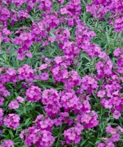 Roots Plants Perennials Erysimum'Wallflower Poem Lilac'