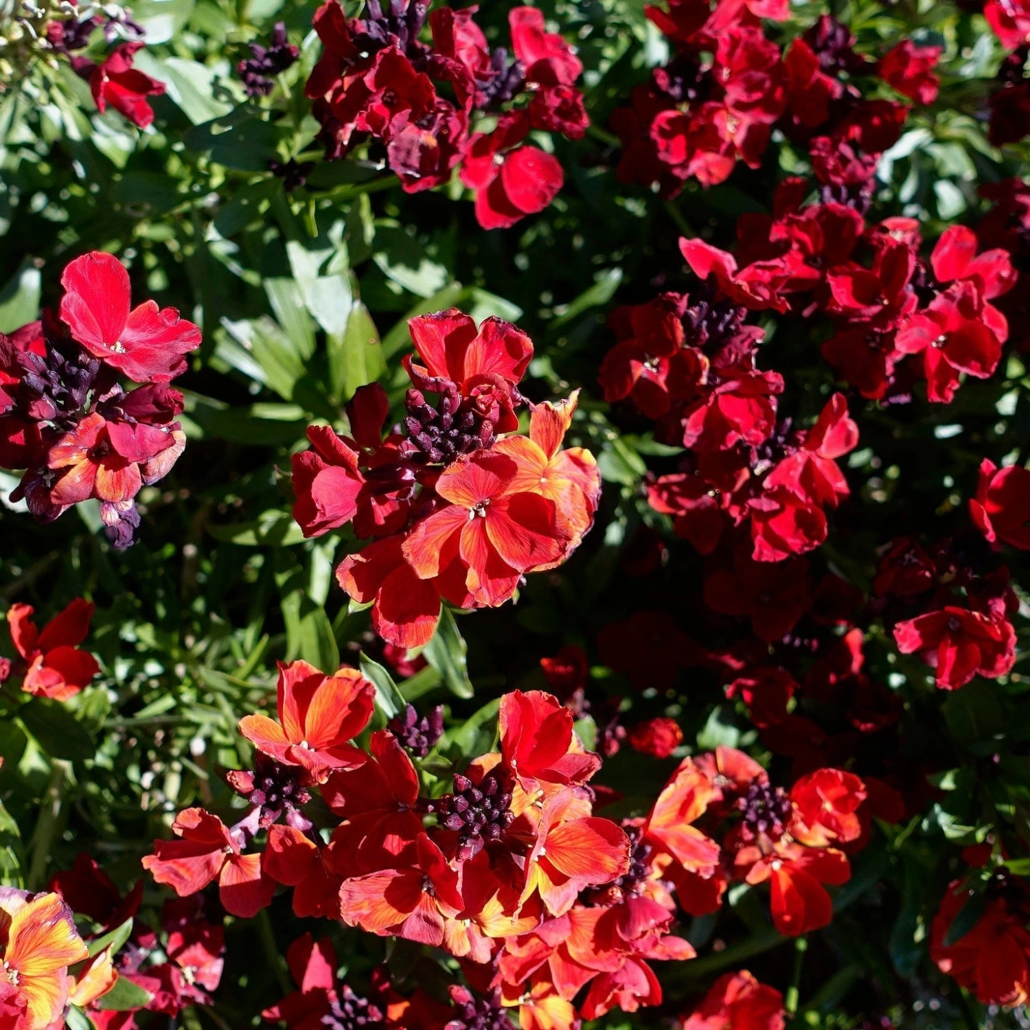 Roots Plants Erysimum 'Wallflower Winter Passion' Perennials 3 Roots Plants Erysimum 'Wallflower Winter Passion' Perennials