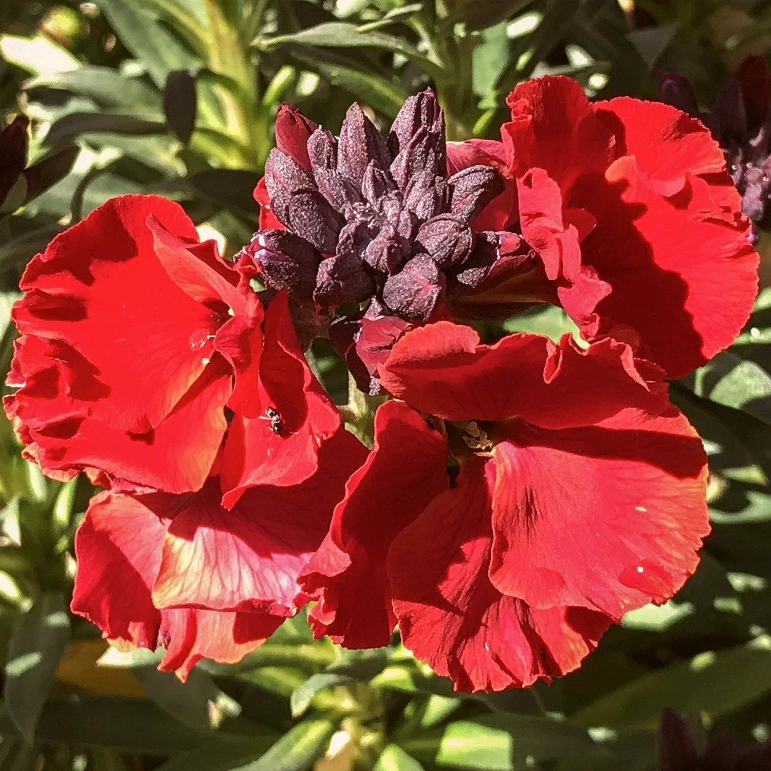 Roots Plants Erysimum 'Wallflower Winter Passion' Perennials 4 Roots Plants Erysimum 'Wallflower Winter Passion' Perennials