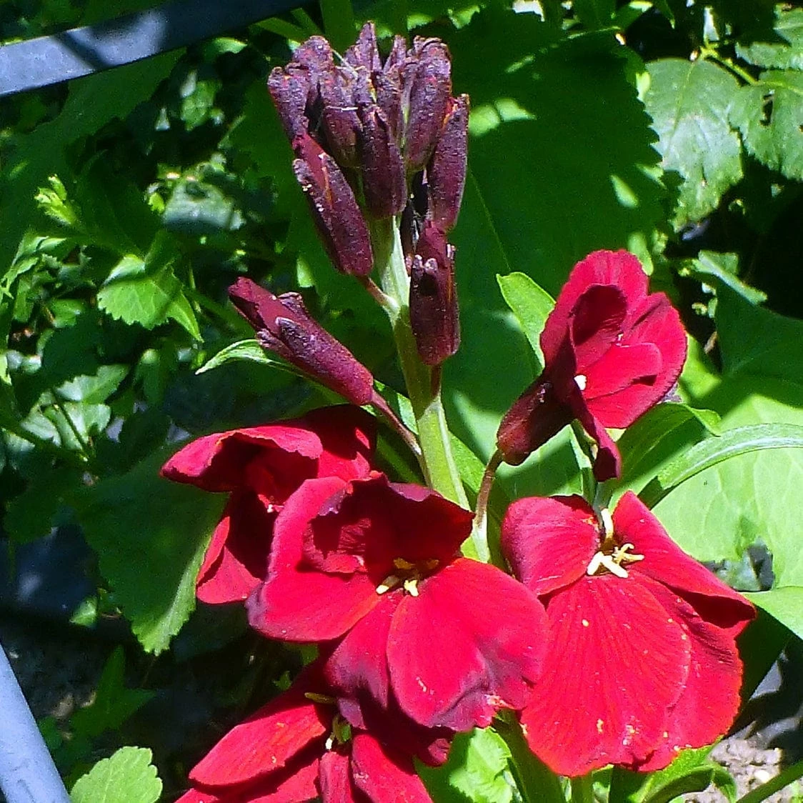 Roots Plants Erysimum 'Wallflower Winter Passion' Perennials 5 Roots Plants Erysimum 'Wallflower Winter Passion' Perennials