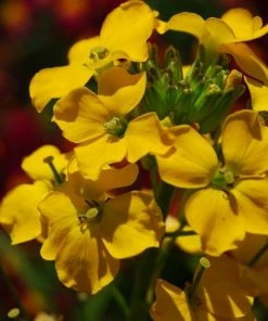 Roots Plants Perennials Erysimum 'Wallflower Winter Power' 6 Roots Plants Perennials Erysimum 'Wallflower Winter Power'