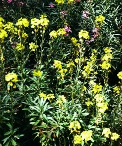 Roots Plants Perennials Erysimum'Wallflower Winter Power'