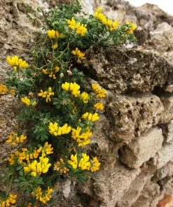 Roots Plants Perennials Erysimum 'Wallflower Winter Power' 7 Roots Plants Perennials Erysimum 'Wallflower Winter Power'