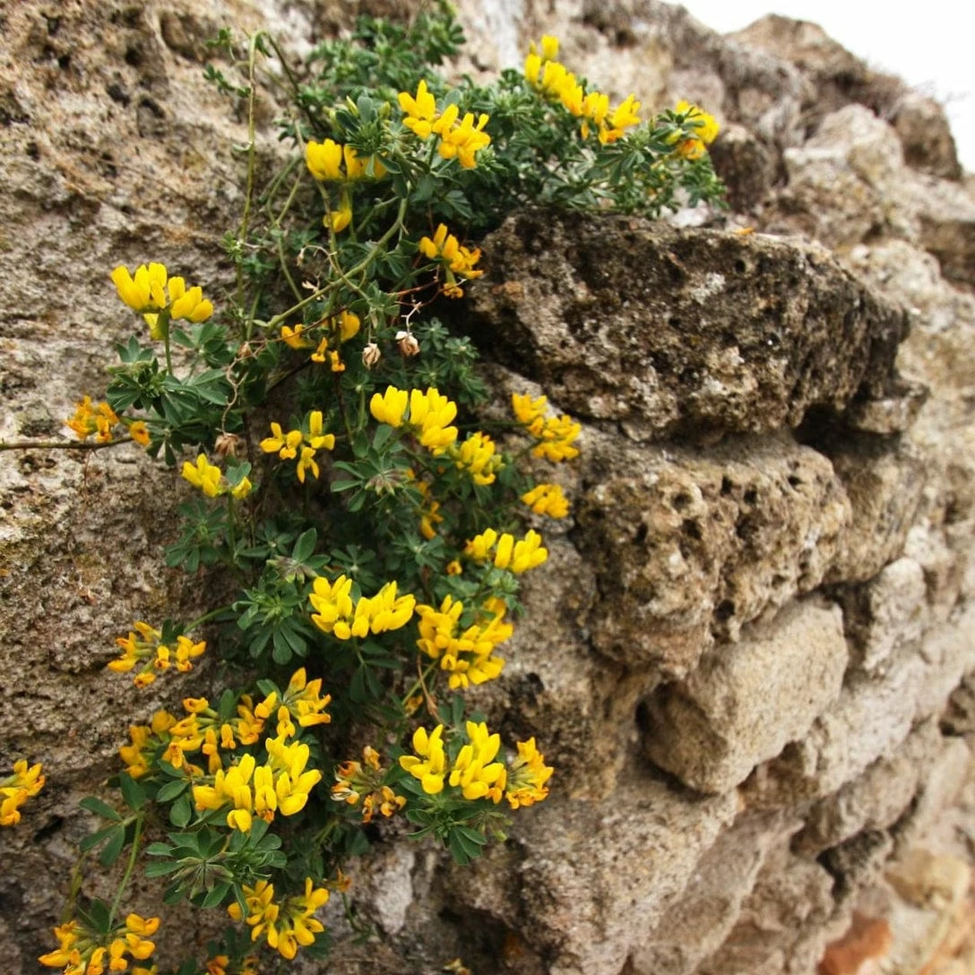 Roots Plants Perennials Erysimum 'Wallflower Winter Power' 5 Roots Plants Perennials Erysimum 'Wallflower Winter Power'
