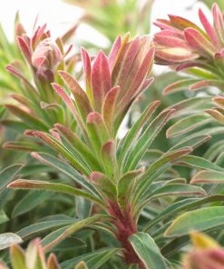 Roots Plants Perennials Euphorbia 'Martini'