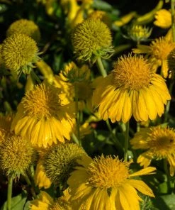 Roots Plants Perennials Gaillardia 'Mesa Yellow'