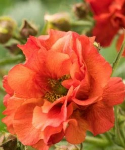 Roots Plants Geum 'Scarlet Tempest'