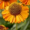 Roots Plants Helenium 'Short N Sassy'